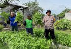Bhabinkamtibmas-Bakung-Temenggungan-bersama-Warga-Panen-Kangkung-di-Lahan-Pekarangan-Pangan-Bergizi