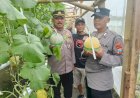 Bhabinkamtibmas-Desa-Kraton-Tinjau-Lahan-Hidroponik-Melon-untuk-Ketahanan-Pangan-Bergizi