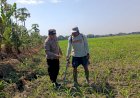 Polsek-Tarik-Gandeng-Pesantren-Kelola-Tanaman-Jagung-Wujudkan-Swasembada-Pangan