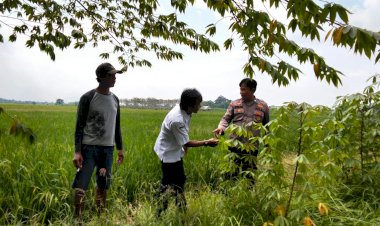Sukseskan-Ketahanan-Pangan-Nasional,-Polsek-Prambon-Apresiasi-Lahan-Pertanian-Tumpang-Sari