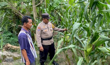 Implementasi-Ketahanan-Pangan,-Tanaman-Jagung-di-Desa-Bakung-Temenggungan-Siap-Panen