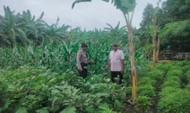 Polisi-Cinta-Petani-Dampingi-Warga-Tambak-Kemeraan-Krian-Rawat-Tanam-Terong-untuk-Ketahanan-Pangan
