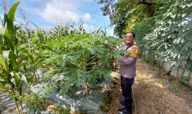 Antisipasi-Curah-Hujan-Tinggi,-Bhabinkamtibmas-Polsek-Sidoarjo-Kota-Pantau-Lahan-Ketahanan-Pangan-di-Sidokare