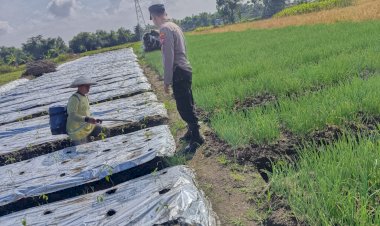 Bhabinkamtibmas-Tarik-Bina-Petani-Cabai-Wujudkan-P2B