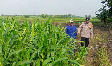 Polisi-Cinta-Petani-Dampingi-Petani-Jagung-Sidoarjo