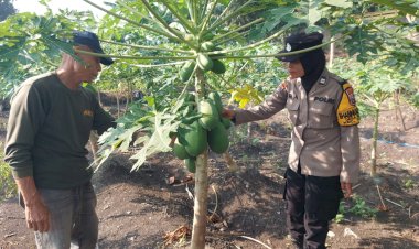 Sinergi-Polri-dan-Warga,-Polsek-Taman-Wujudkan-Swasembada-Pangan-lewat-Budidaya-Pepaya