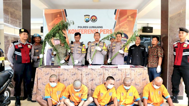 Polres Lumajang Berhasil Ungkap Peredaran Narkoba dan Ladang Ganja 5 Tersangka Diamankan