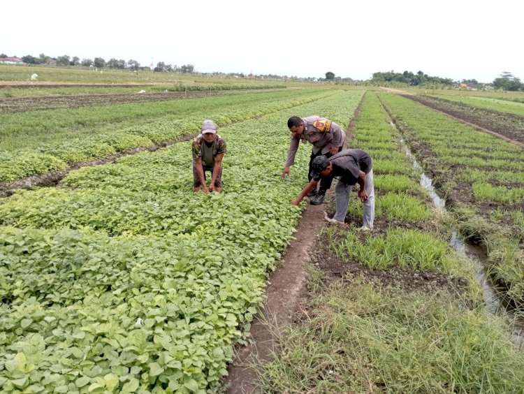 Polsek Tulangan Laksanakan Penanaman Sayur Bersama Petani di Desa Grabangan dalam Rangka Mendukung Asta Cita