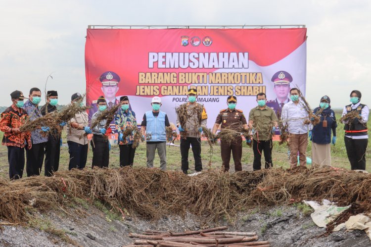 Pj. Bupati Lumajang Apresiasi Polisi yang Berhasil Berhasil Ungkap Lahan Ganja Terbesar di Pulau Jawa