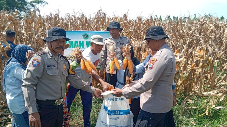 Polsek Balongbendo Panen Jagung bersama Ponpes Mambaul Ulum