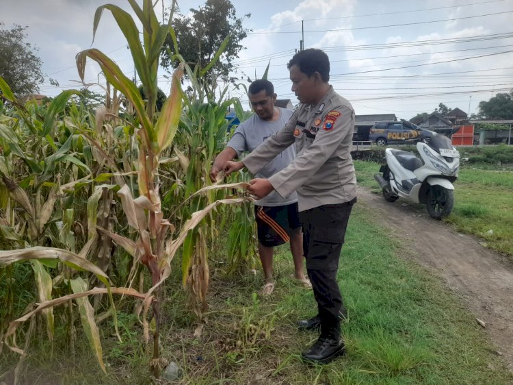 Ketahanan Pangan Polri: Polsek Prambon Dampingi Petani Kelola Lahan Jagung, Perkuat Swasembada Pangan di Sidoarjo