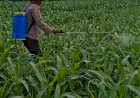 Kolaborasi-Polres-Pasuruan-Kota-dan-Gapoktan-Ubah-Lahan-Kering-9,7-Hektare-Jadi-Ladang-Jagung-yang-Subur