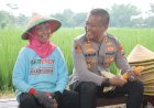Usai-Curhat-ke-Kapolres-Mojokerto-Petani-Jagung-Lega-Hasil-Panen-Diserap-Bulog-Sesuai-HPP