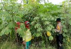 Kanit-Binmas-Polsek-Krembung-Apresiasi-Warga-Panen-Ikan-Gurami