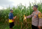 Pastikan-Panen-Jagung-Berhasil,-Kanit-Binmas-Polsek-Krembung-Turun-ke-Lahan-Pertanian