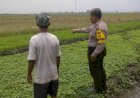 Polresta-Sidoarjo-|-Petani-Sayur-di-Kedungboto-Tunjukkan-Perkembangan-Positif