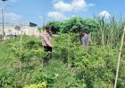 Bhabinkamtibmas-Pangkemiri-Motivasi-Upaya-Warga-Kelolah-Lahan-Ketahanan-Pangan-untuk-Tanaman-Sayur