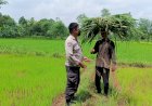 Polisi-Cinta-Petani-Desa-Wedoro-di-Lahan-Ketahanan-Pangan