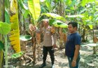 Bhabinkamtibmas-Kenongo-Motivasi-Warga-Kembangkan-Lahan-Pisang,-Wujudkan-Asta-Cita-Presiden-Prabowo