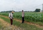 Polsek-Tarik-Laksanakan-Patroli-Ketahanan-Pangan-dan-Dialogis-Petani-Jagung