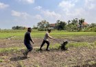 Kanit-Binmas-Dampingi-Petani-Garap-Lahan-Sawi-untuk-Ketahanan-Pangan