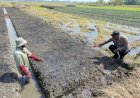 Pantau-Lahan-Sayuran,-Polsek-Tulangan-Dukung-Ketahanan-Pangan-Warga