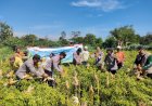 Wujudkan-Program-Ketahanan-Pangan-Polres-Probolinggo-Bersama-Kelompok-Tani-Panen-Jagung-di-Bantaran