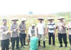 Polsek-Tulangan-dan-Petani-Gelar-Panen-Jagung-di-Lahan-Produktif-Desa-Pangkemiri