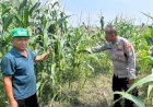 Masifkan-Swasembada-Pangan-dengan-Mengelola-Tanaman-Jagung-di-Desa-Prambon