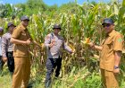 Polresta-Sidoarjo-Gelorakan-Swasembada-Pangan-Dampingi-Warga-Tani-Kelola-Jagung-Hibrida