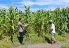 Polsek-Jabon-Pantau-Perkembangan-Tanaman-Jagung-di-Tambak-Kalisogo,-Perkuat-Ketahanan-Pangan