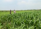 Maksimalkan-Hasil-Panen,-Bhabinkamtibmas-Polsek-Wonoayu-dan-Petani-Pantau-Perkembangan-Tanaman-Jagung