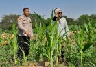 Polsek-Krian-Cek-Pertumbuhan-Jagung-di-Desa-Junwangi,-Sukseskan-Swasembada-Pangan