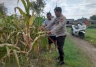 Ketahanan-Pangan-Polri:-Polsek-Prambon-Dampingi-Petani-Kelola-Lahan-Jagung,-Perkuat-Swasembada-Pangan-di-Sidoarjo