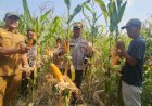 Panen-Jagung-Polsek-Gedangan-Perkuat-Swasembada-Pangan-2026,-Wujud-Nyata-Polisi-Cinta-Petani-di-Sidoarjo