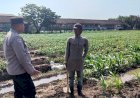 Polsek-Prambon-Masifkan-Pendampingan-Petani,-Optimalkan-Lahan-Jagung-Dukung-Ketahanan-Pangan