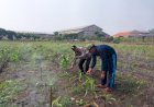 Polsek-Sidoarjo-Kota-Patroli-Lahan-Jagung,-Dukung-Program-Ketahanan-Pangan