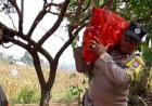 Bahu-Membahu-di-Ladang-Jagung,-Jajaran-Polresta-Malang-Kota-Bersama-Warga-Wujudkan-Ketahanan-Pangan