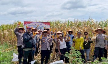 Polsek-Balongbendo-Panen-Raya-Jagung-Dukung-Ketahanan-Pangan-Nasional