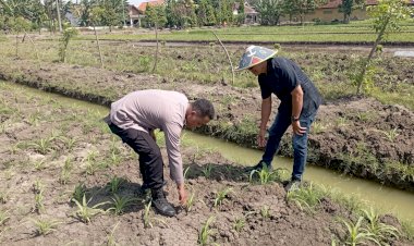 Polsek-Wonoayu-Cek-Perkembangan-Jagung-di-Desa-Popoh,-Wujudkan-Swasembada-Pangan