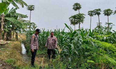 Polsek-Jabon-Pantau-Jagung-Trompoasri,-Petani-Bersiap-Masuki-Tahap-Pemupukan