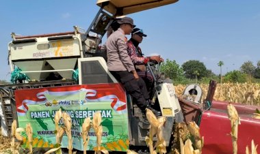 Polsek-Taman-Bersama-Petani-Panen-13-Ton-Jagung,-Dongkrak-Upaya-Ketahanan-Pangan