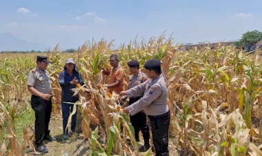 Polsek-Prambon-Pantau-Lahan-Jagung-di-Bulang,-Perkuat-Ketahanan-Pangan-Bersama-Petani