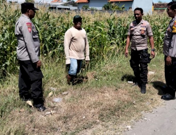 Polsek Tulangan Tinjau Lahan Jagung di Desa Kajeksan, Dukung Swasembada Pangan