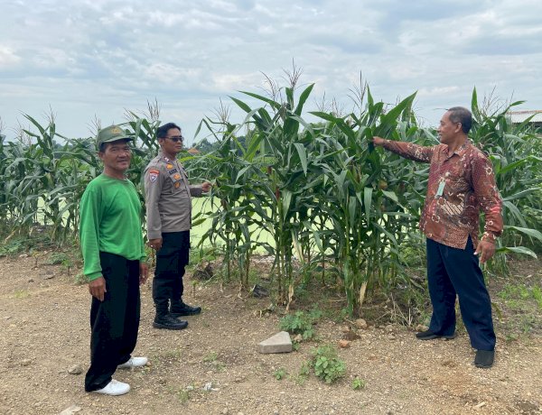 Polresta Sidoarjo Optimalkan Swasembada Pangan, Dampingi Petani Jagung di Krembung