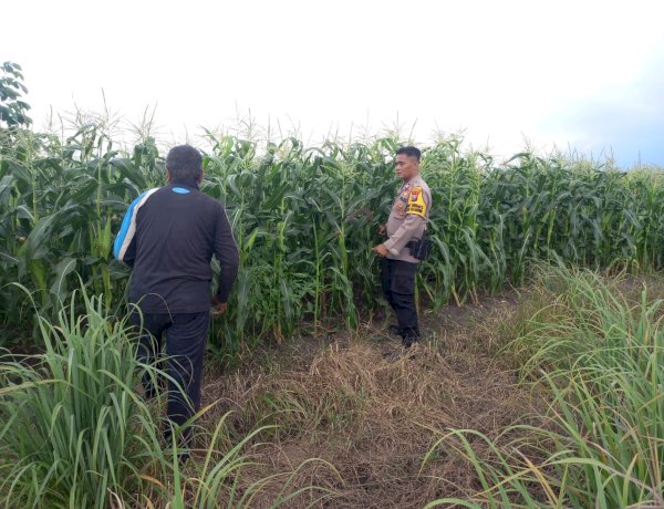 Polresta Sidoarjo Dorong Swasembada Pangan, Polisi Turun Langsung Dampingi Petani Jagung