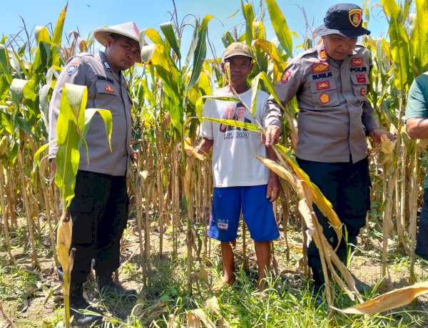 Dukung Swasembada Pangan, Polsek Prambon Terus Dampingi Petani