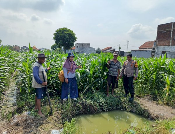 Polsek Tanggulangin Bersama PPL dan Gapoktan Lakukan Perawatan Tanaman Jagung untuk Dukung Ketahanan Pangan