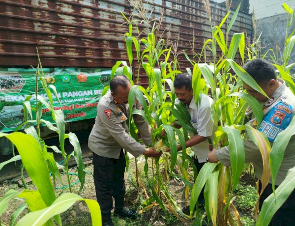 Polsek Waru Pantau Pertumbuhan Jagung di Desa Pepelegi untuk Swasembada Pangan