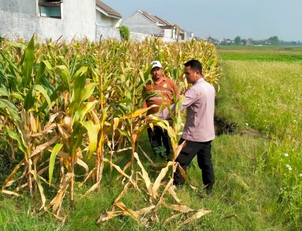 Jelang Panen Jagung, Polsek Wonoayu Berharap Mampu Dongkrak Swasembada Pangan